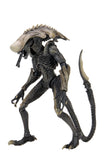 Figura Alien vs predatos 7" 22cm Razor Claw,Chrysalis,Arachnoid  Neca Precio por cada Uno NC-51717